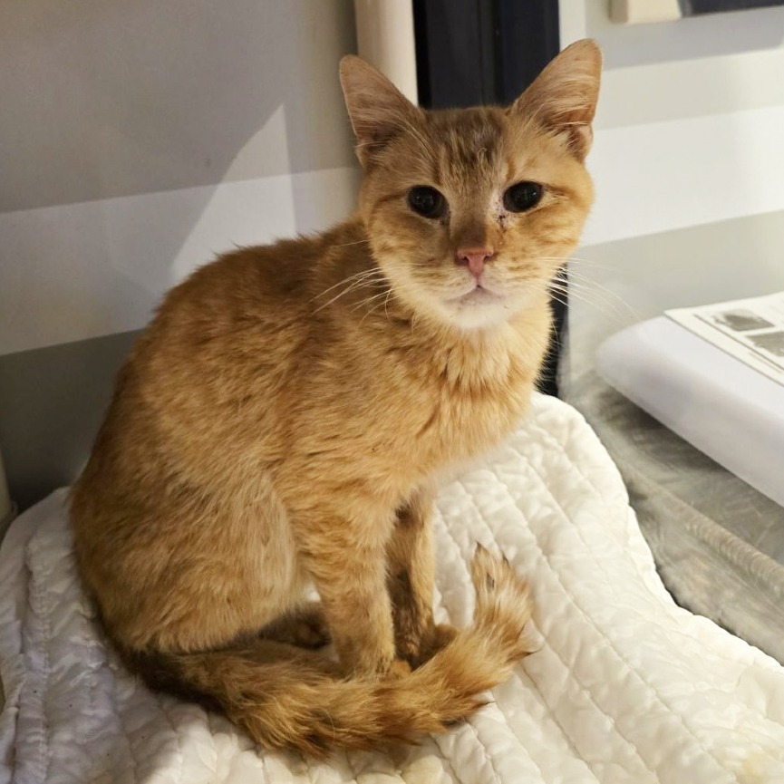 Street Cred Red — thumbnail 8