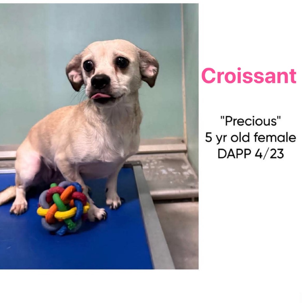 Croissant