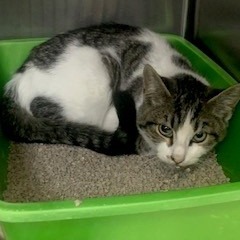 C#24's preview photo