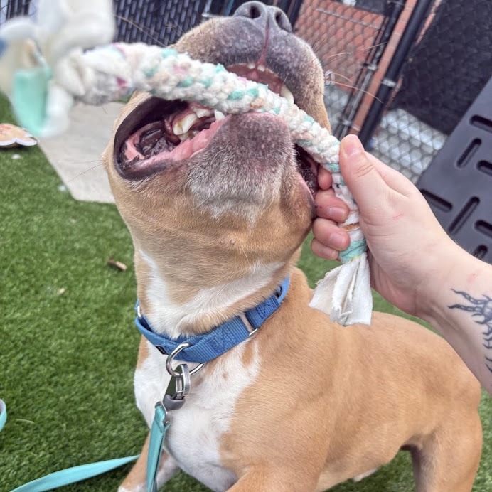 Photo of DOG 8