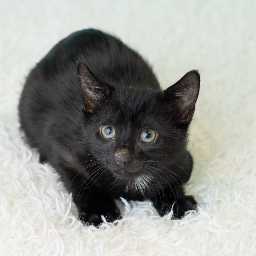 Barnabas Neko, photo 5
