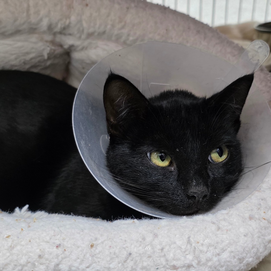 Lyric — thumbnail 4