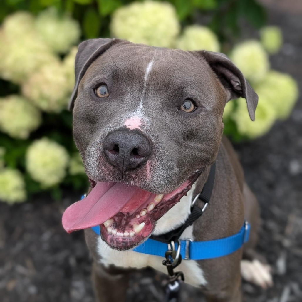 KOBE - Mixed Breed (Medium) available for adoption