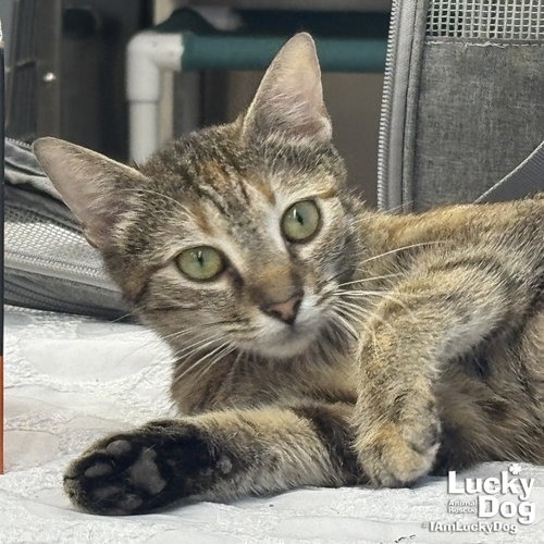 CHEX MIX - Domestic Shorthair available for adoption