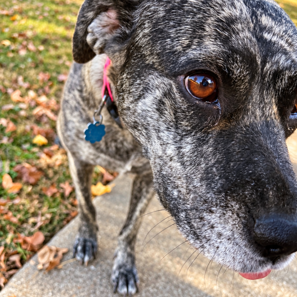 Daisy Duke (Formerly Phoebe), photo 5