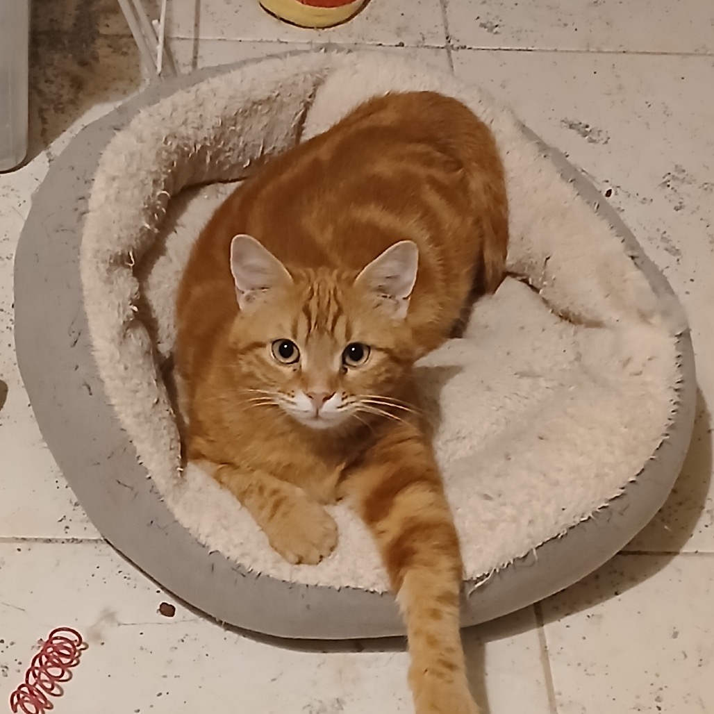 BART - Domestic Shorthair available for adoption