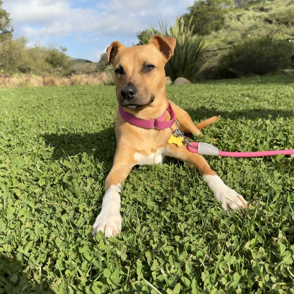 Lily, photo 9