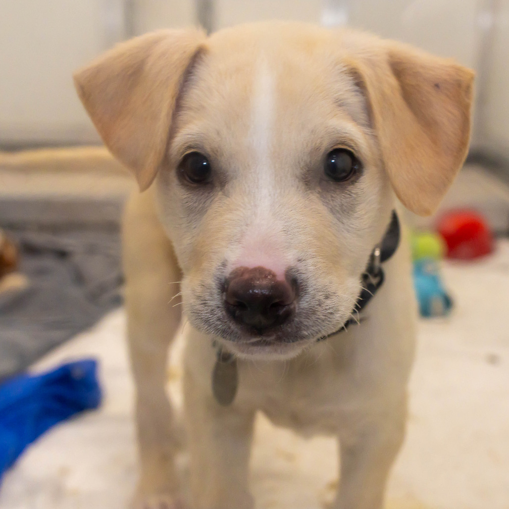 Banjo — thumbnail 3