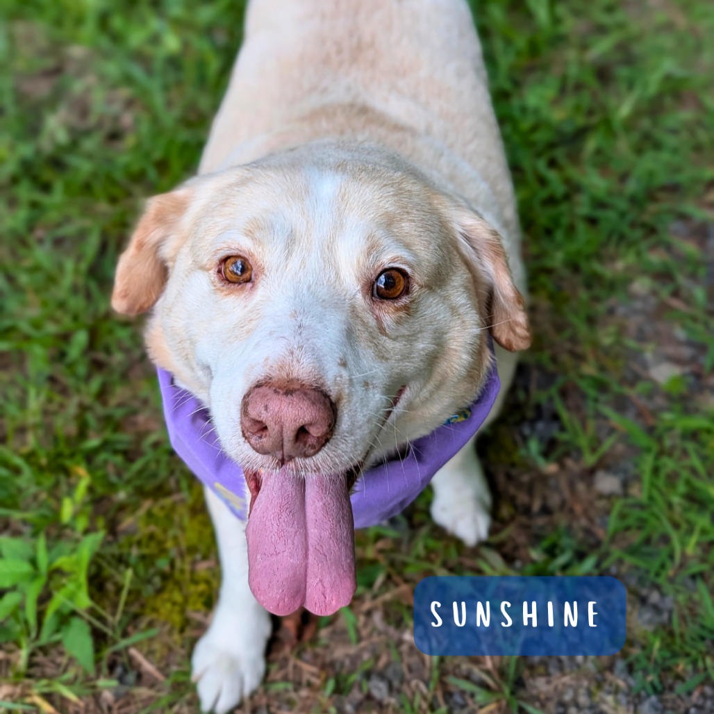 Sunshine 05-1115, photo 12