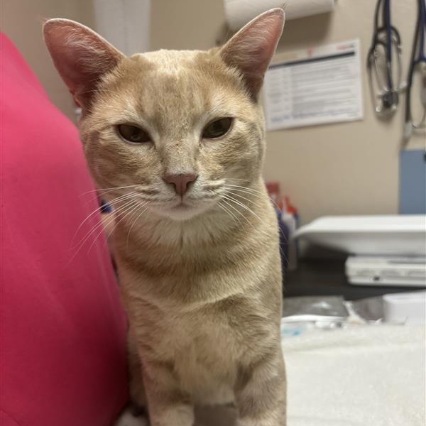 ANGELO - Domestic Shorthair available for adoption