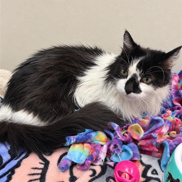 Bella  the Cat