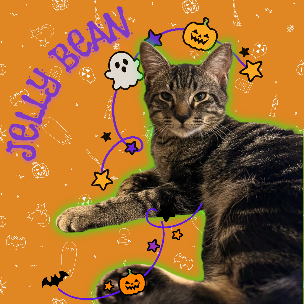 JELLY BEAN - Domestic Medium Hair available for adoption