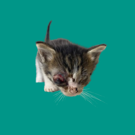 Tusc Stray 81755 2