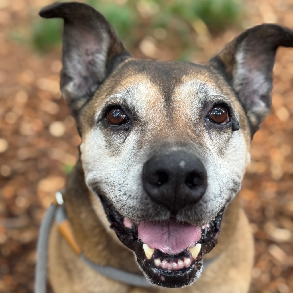 Sarah Ribbons (I have a Secret Crush!), adoptable senior dog