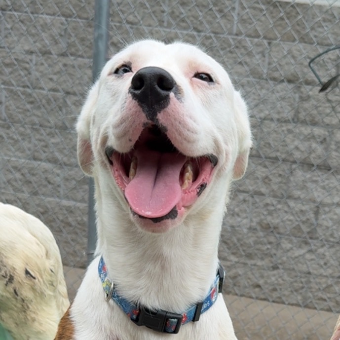 Turkey Tim aka Bandit — thumbnail 3