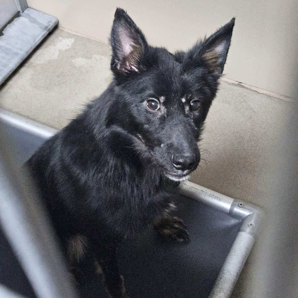 Kennel#9 Roxie's preview photo