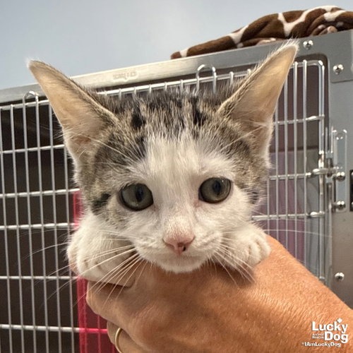VINNIE - Domestic Shorthair available for adoption