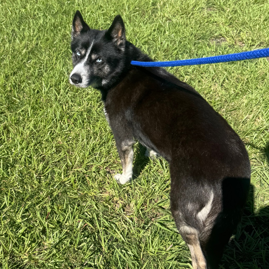 Natasha - Siberian Husky for adoption in Florida