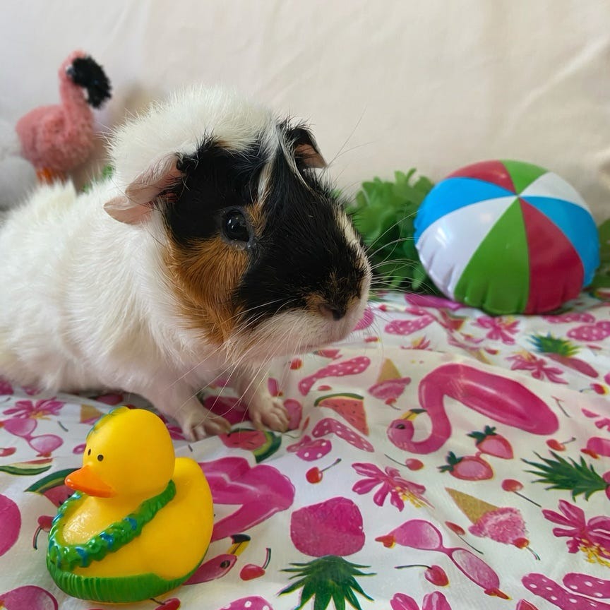 Bean, photo 8