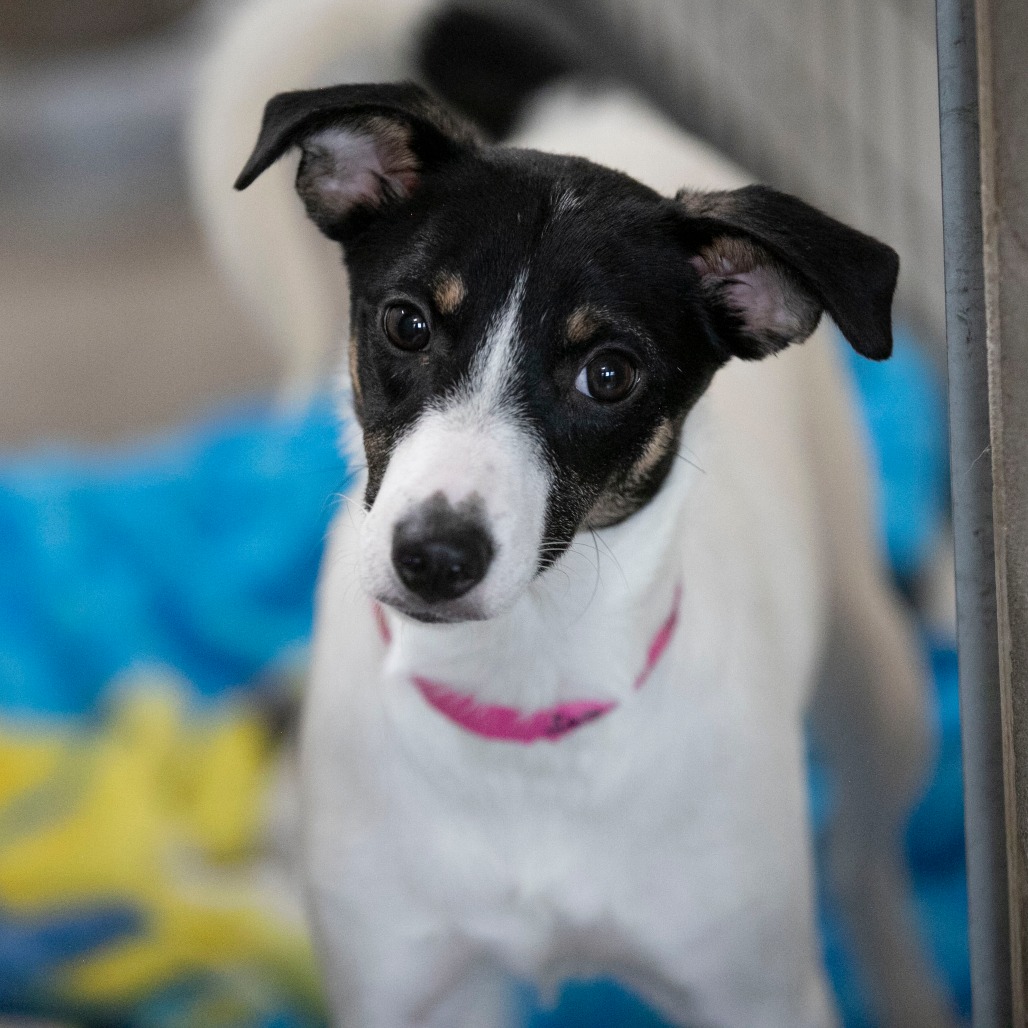 SALINA (JN26-92) - Terrier, Jack Russell / Mixed Breed (Medium) for adoption in Colorado Springs