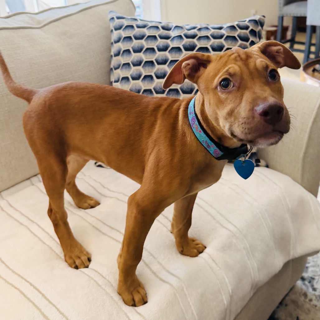 DESTINY - Terrier / Black Mouth Cur available for adoption