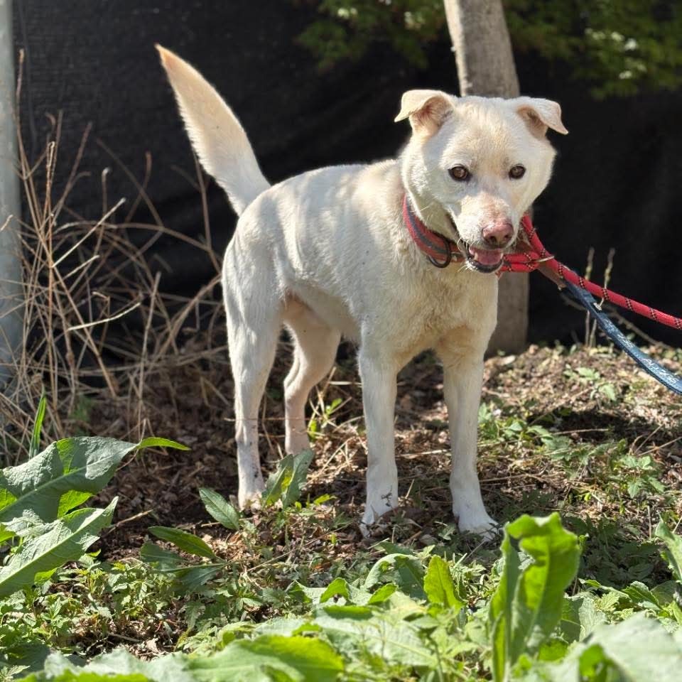 Korean Jindo