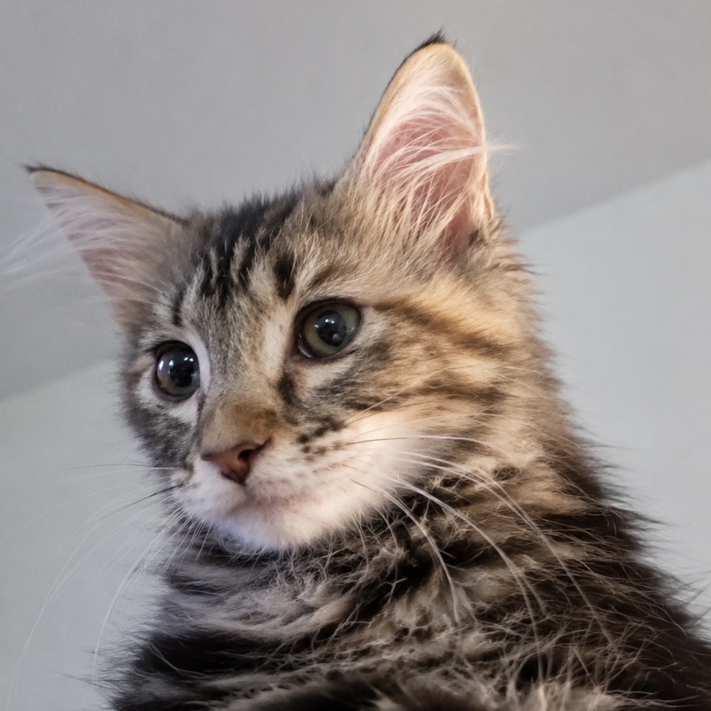 Brown Domestic Longhair/Maine Coon Cat