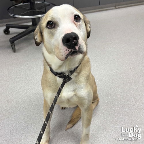 GHOST - Bulldog / Mix available for adoption