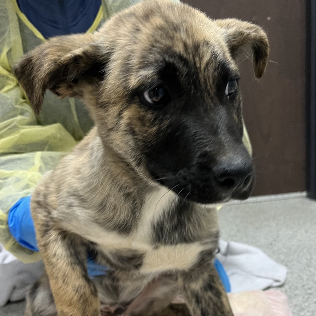 Mickey — thumbnail 2