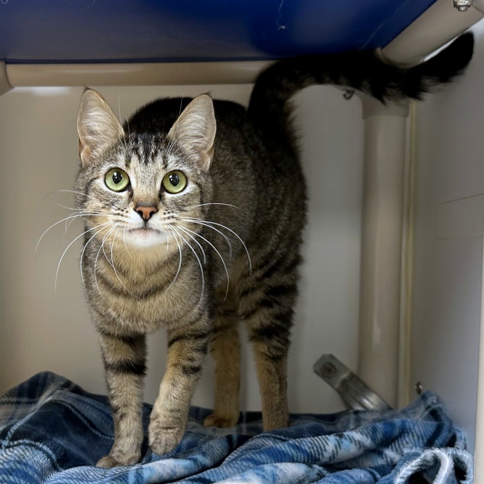 Nancy Drew — thumbnail 4