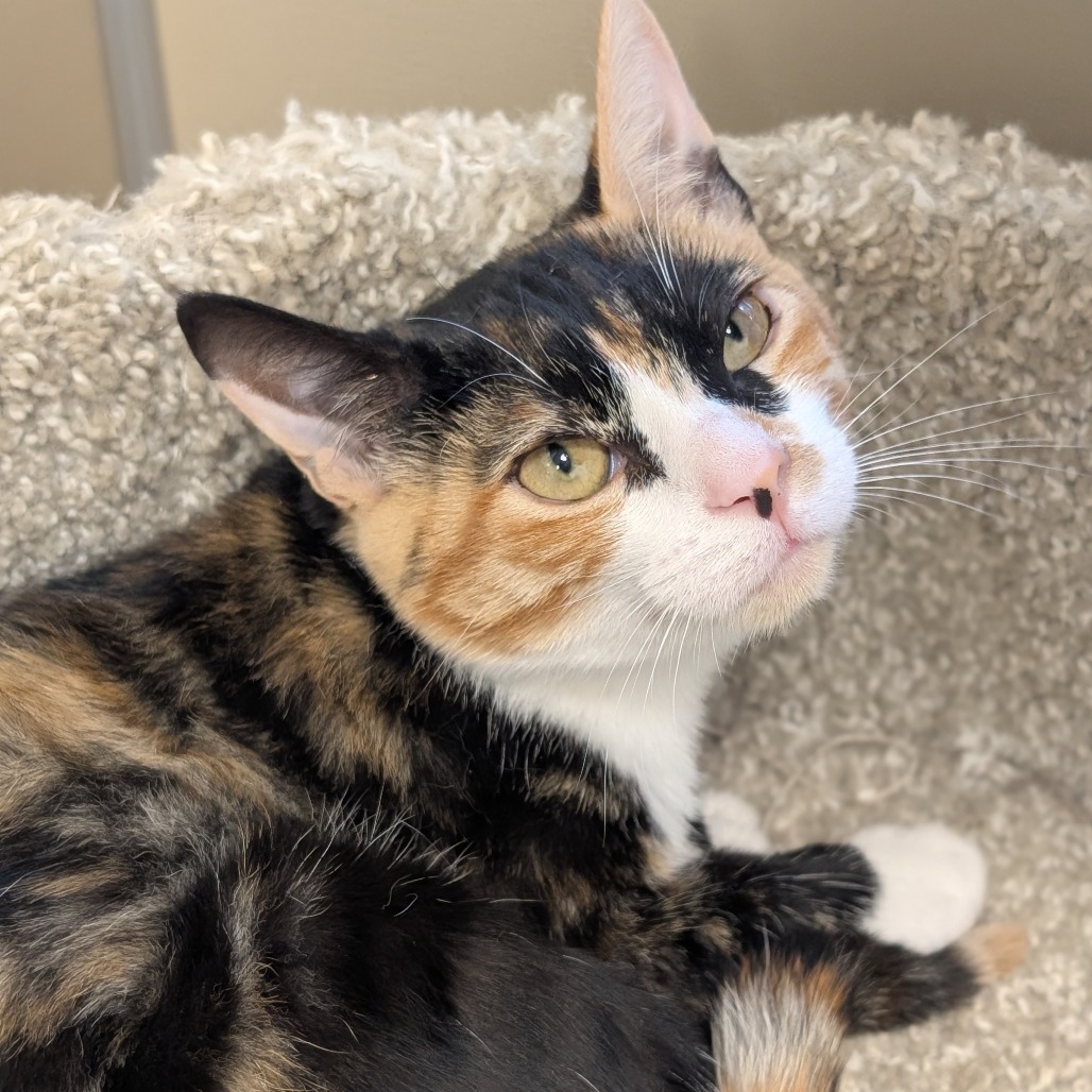 SUMMER - Domestic Shorthair available for adoption