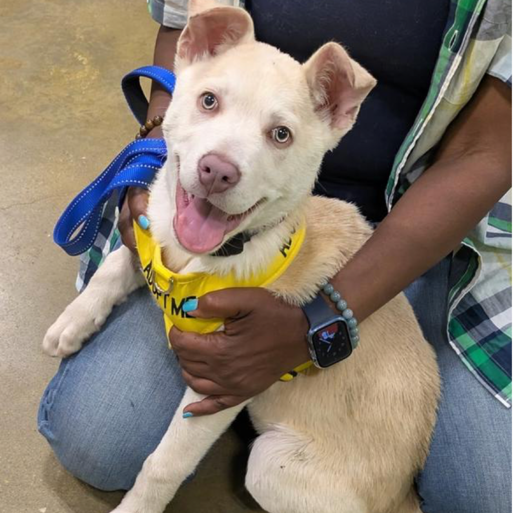 GOLDEN GRAHAM - Shepherd / Retriever, Labrador available for adoption