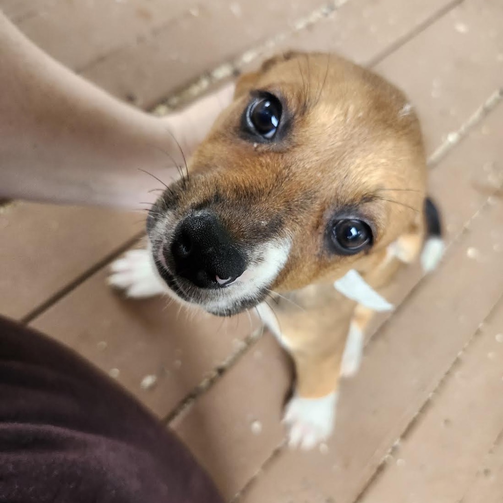 ALEXIS - Mixed Breed (Medium) available for adoption