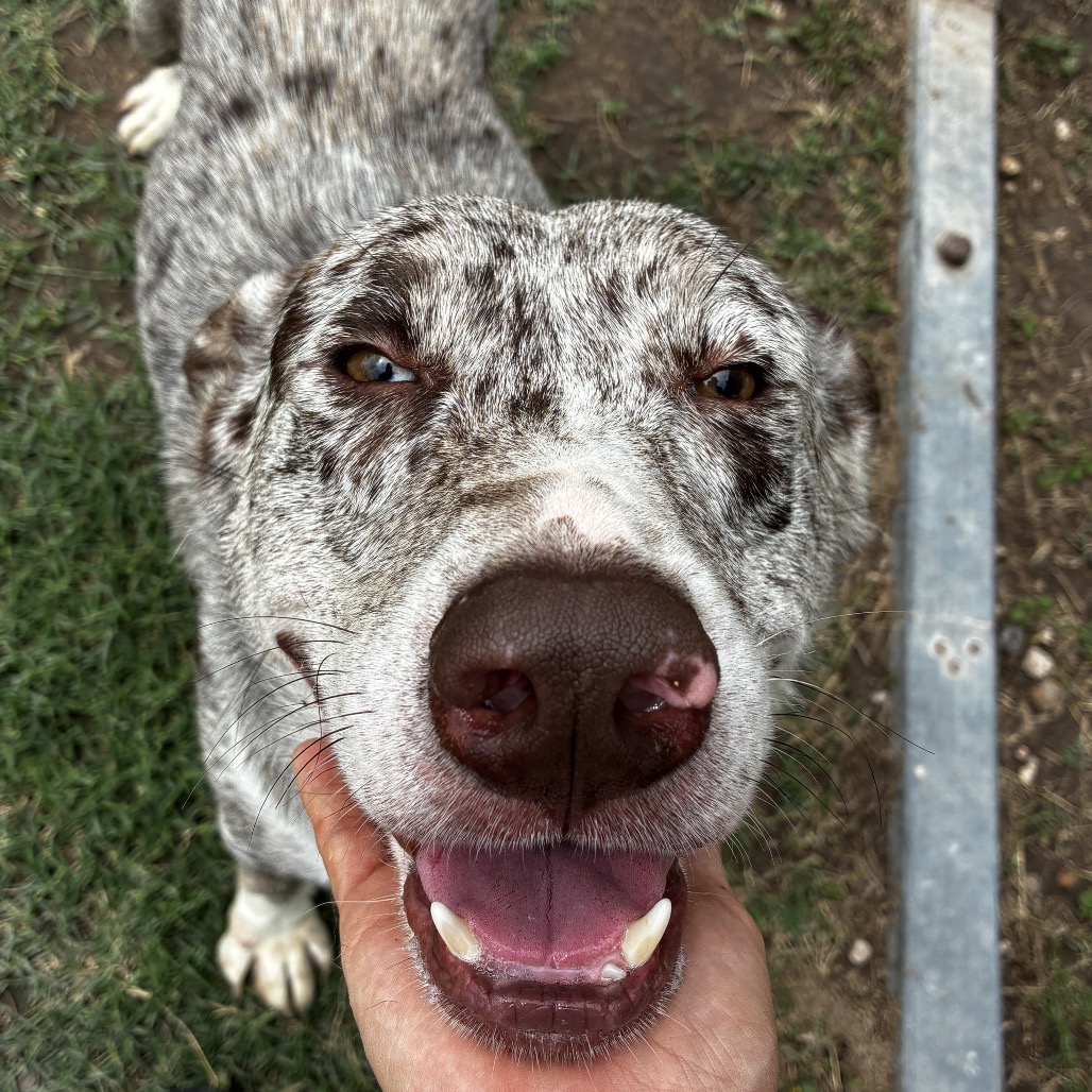 Lil Smokey, available for adoption at PVAS