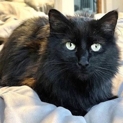 Maria de la Luna, a Domestic Longhair