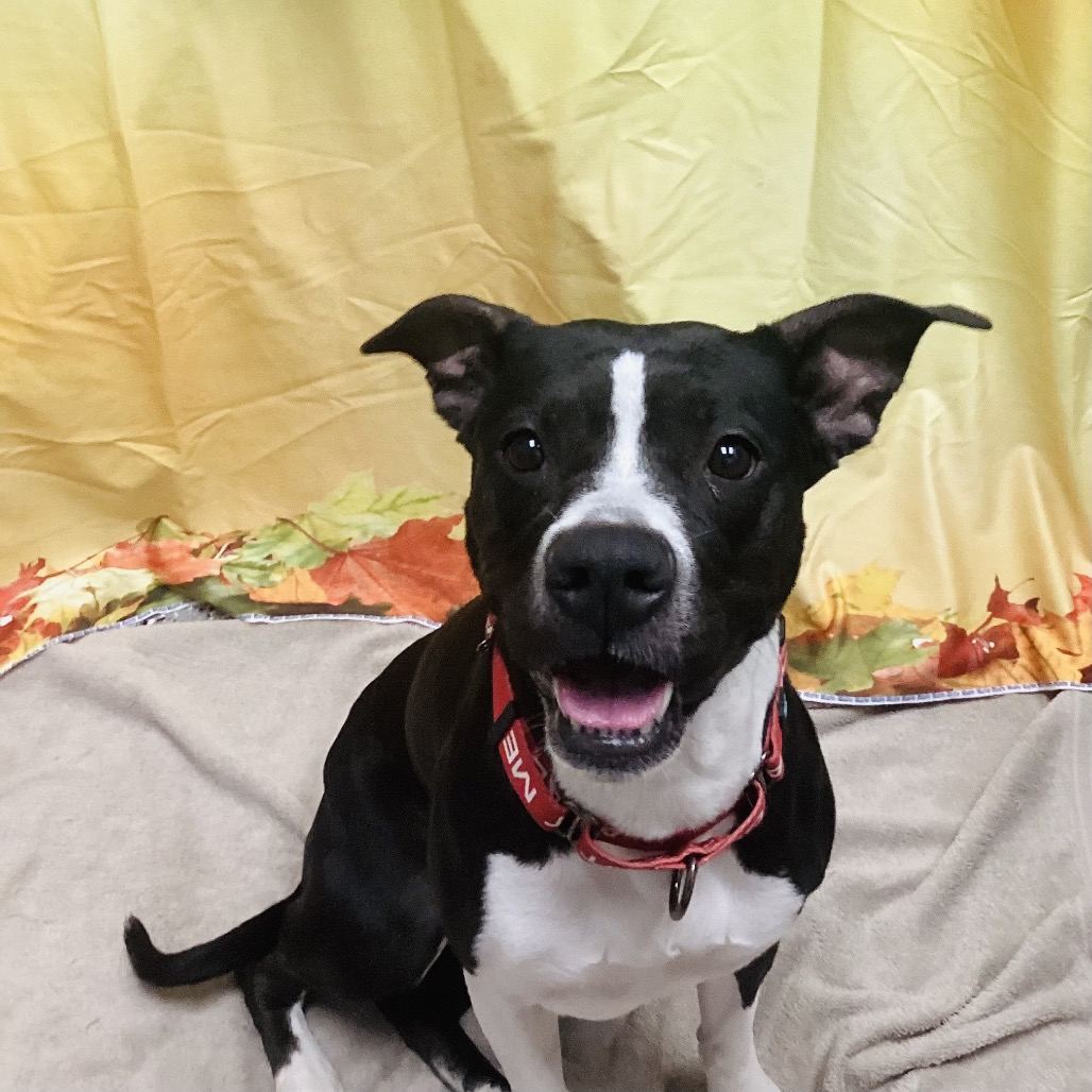 SLOANE - Terrier / American Staffordshire available for adoption