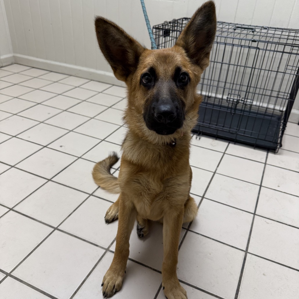 Tusc Stray 82239