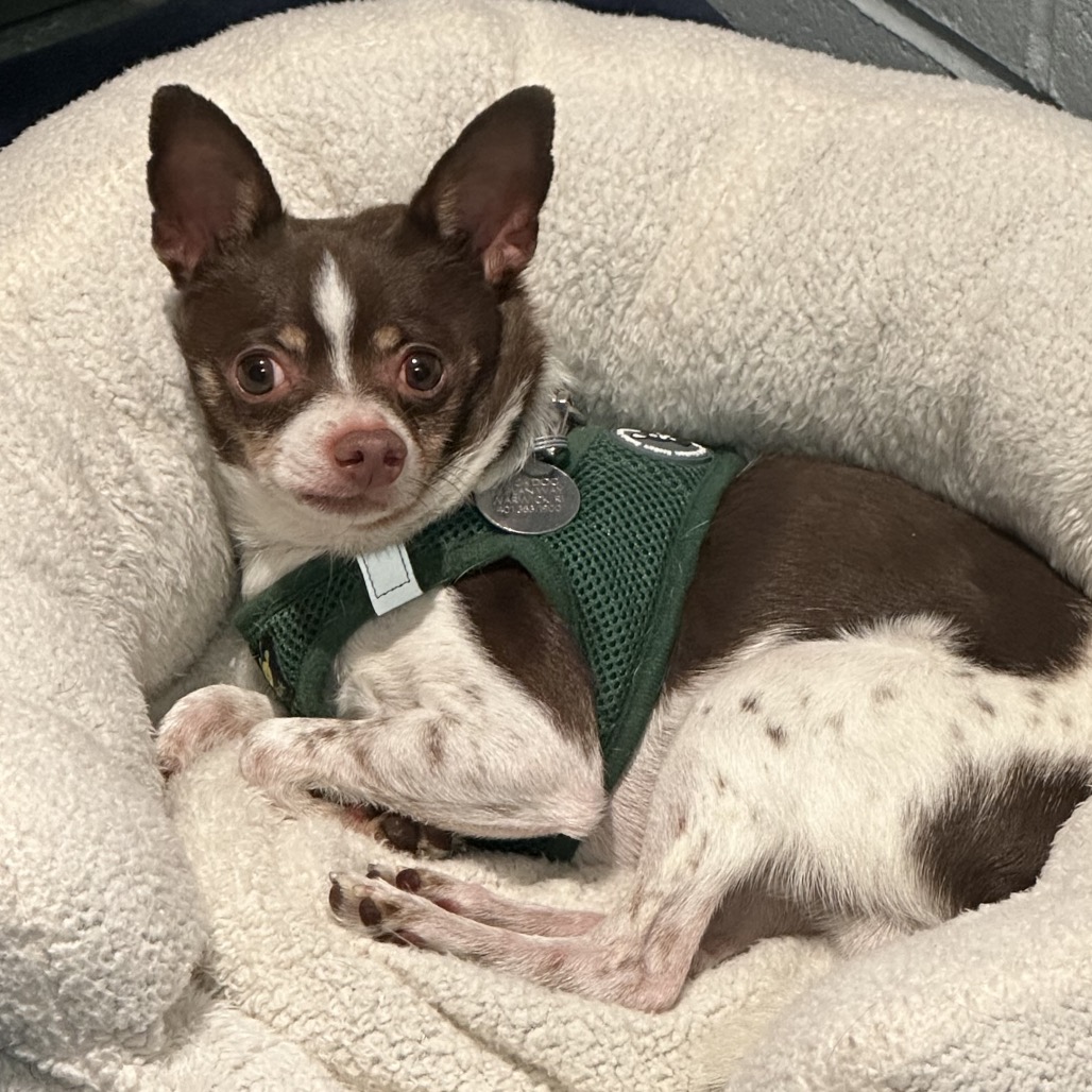 FRANKIE - Mixed Breed (Small) available for adoption