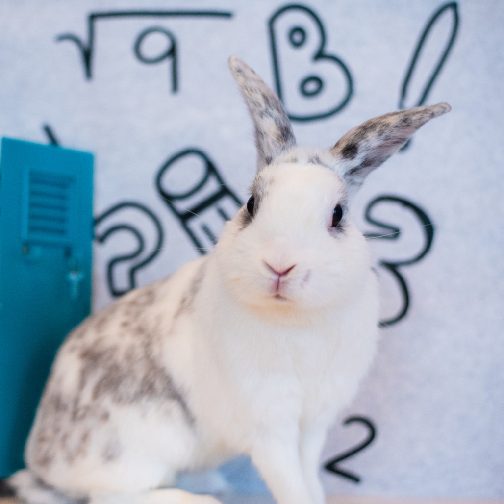 CRACKER BARREL - American available for adoption