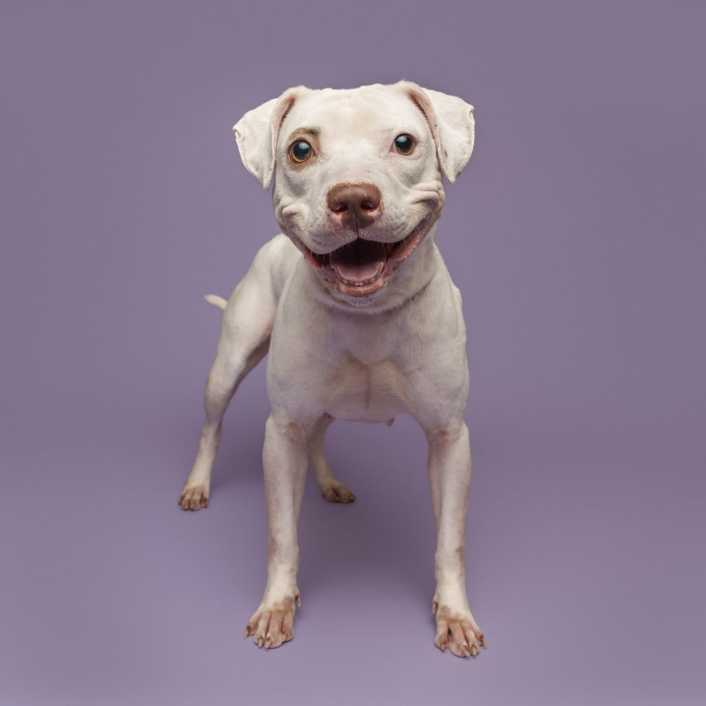 Photo of Pearl 13