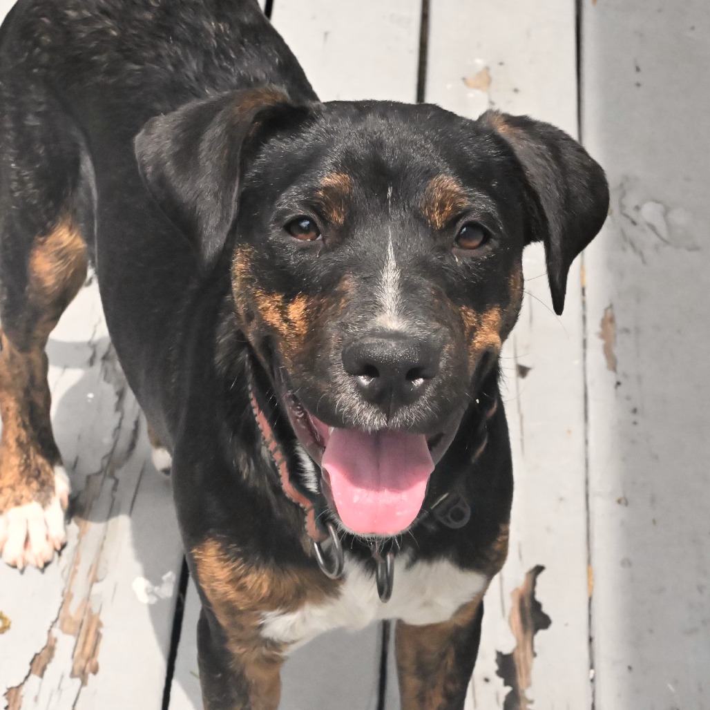 WEMBY - Retriever, Black Labrador / Hound for adoption in San Antonio