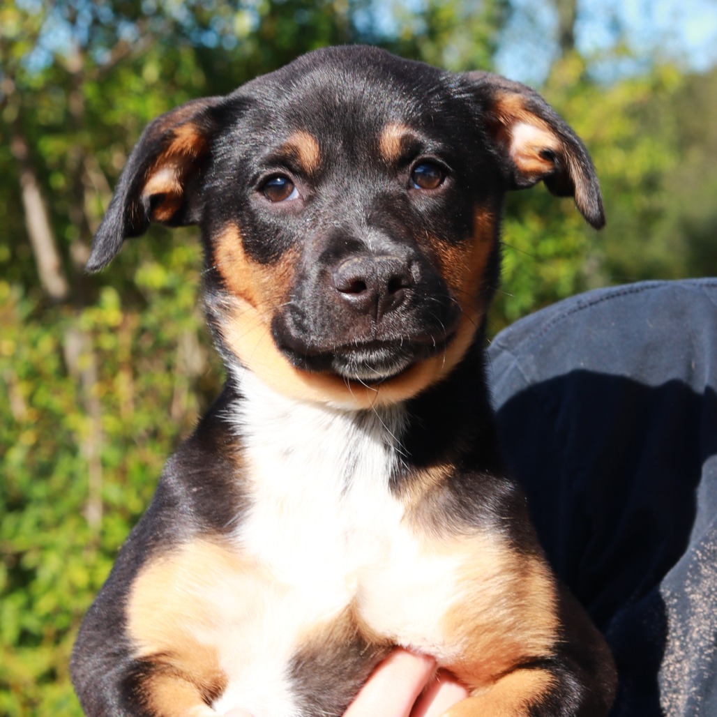 NY Buttercup (Foster in Stormville)