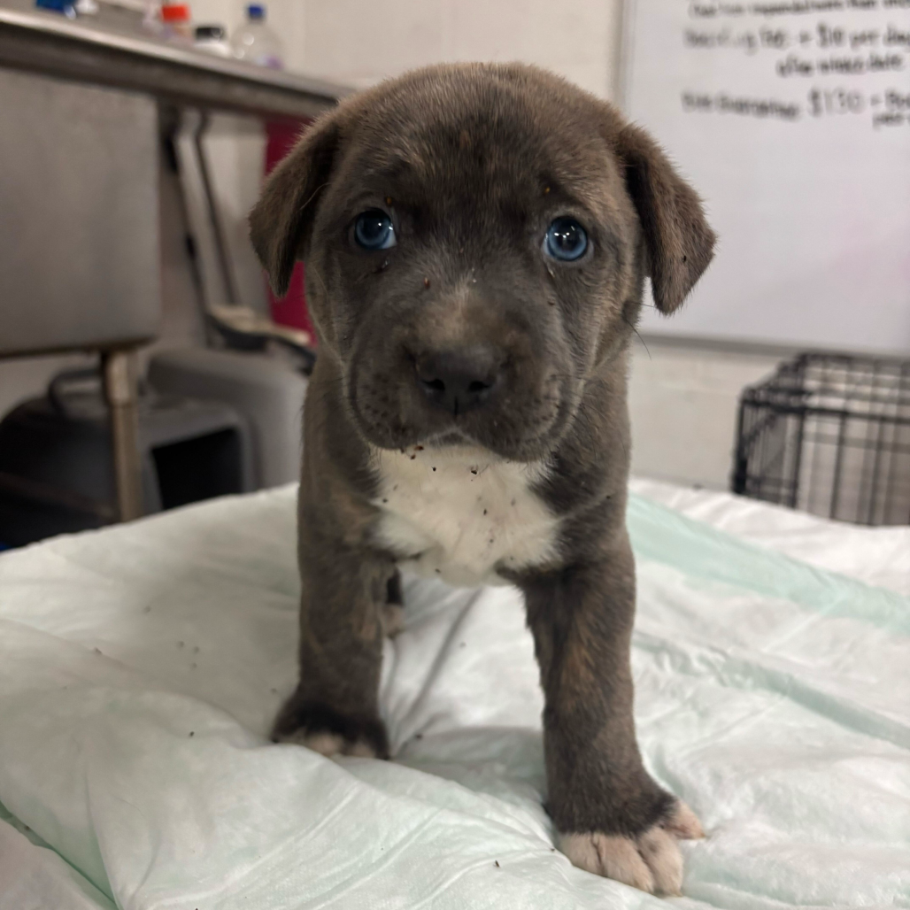 RIVER (JACKS) - Shepherd / Retriever, Labrador available for adoption