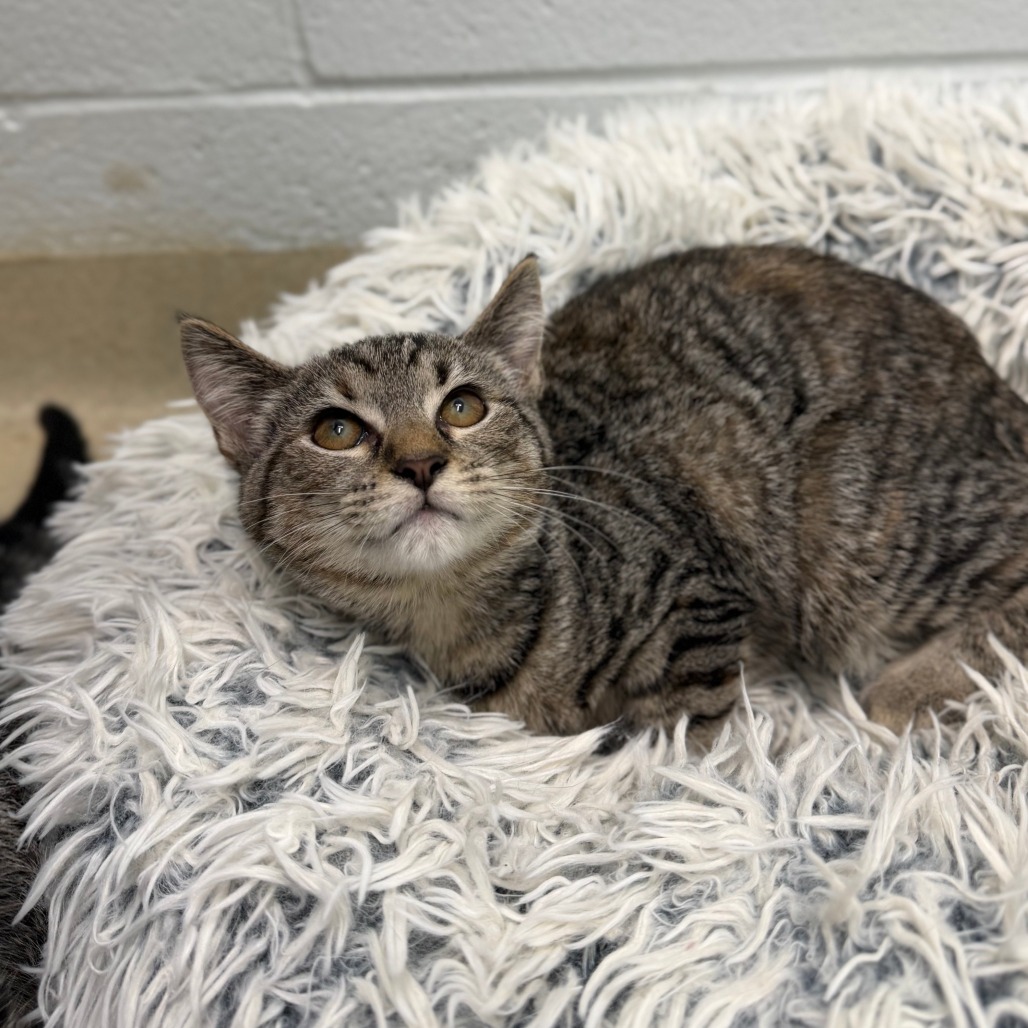 EMPANADA - Domestic Shorthair available for adoption