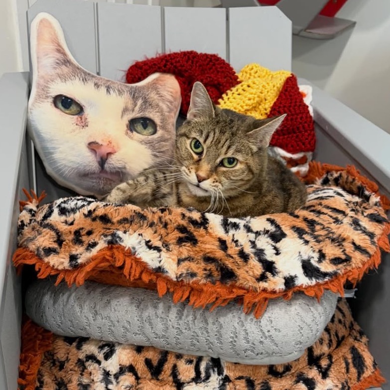 ANNABELLE - Domestic Shorthair for adoption in Stamford