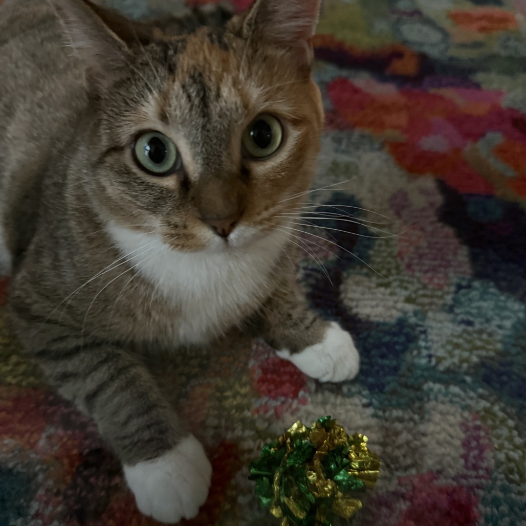 Nutmeg: Female 27 Domestic Shorthair