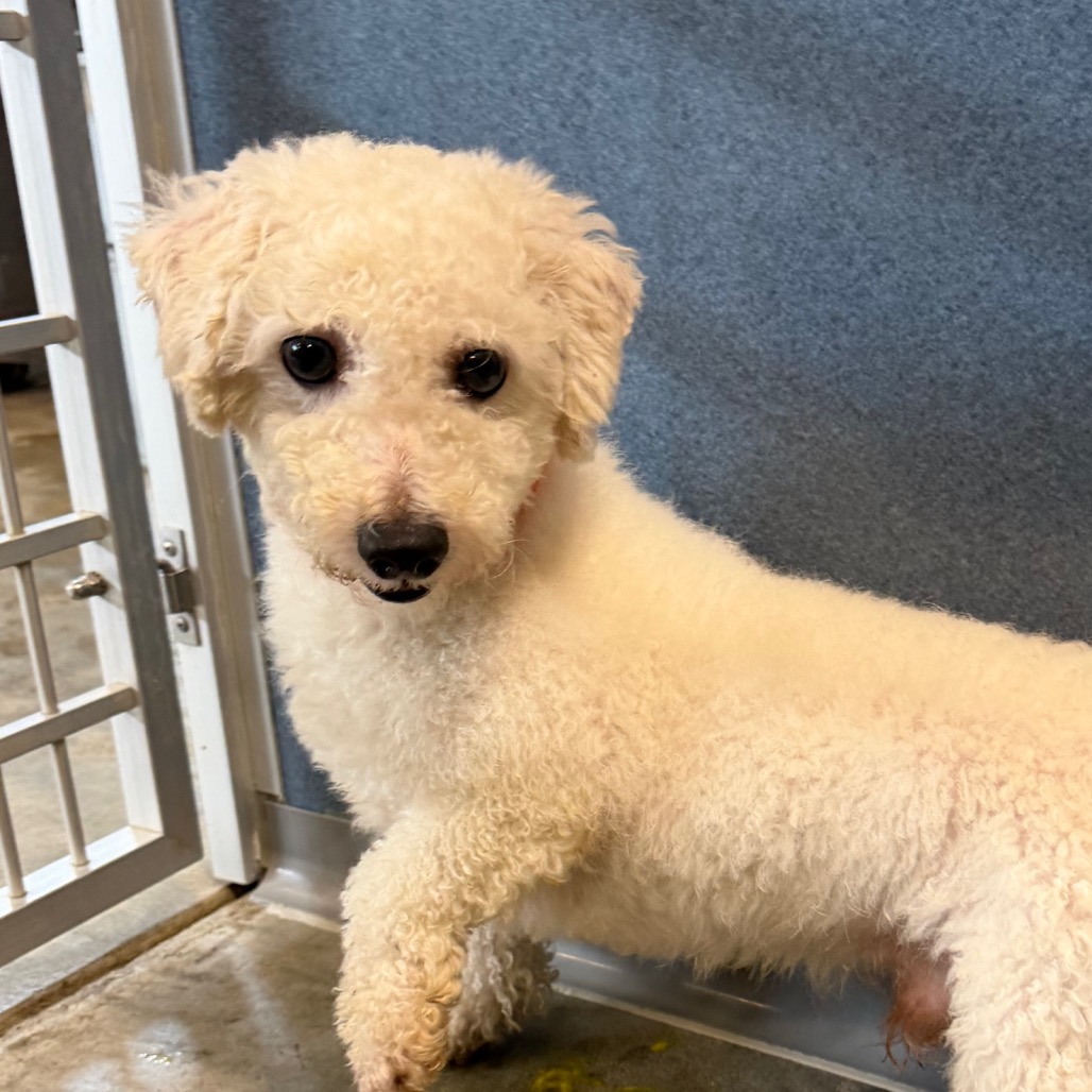 KASH (AG26-19) - Bichon Frise available for adoption