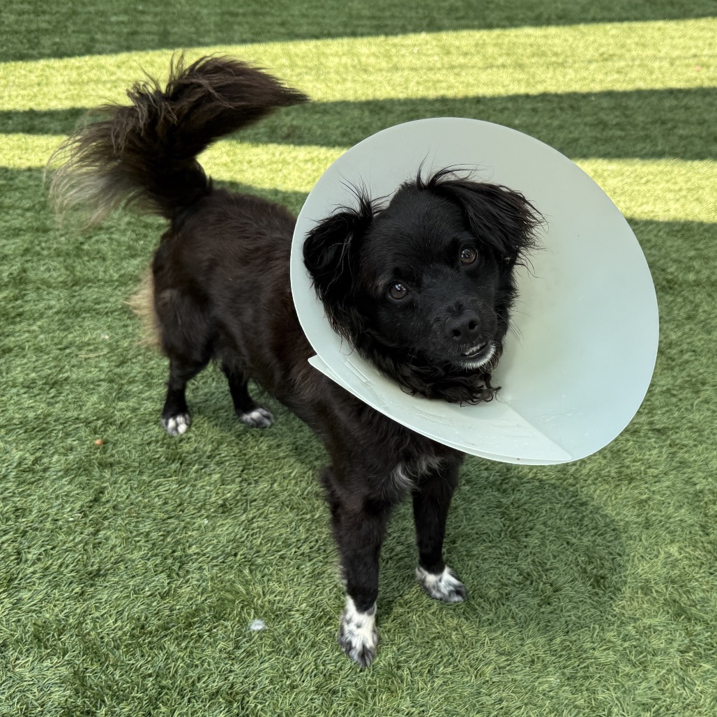 Terrier