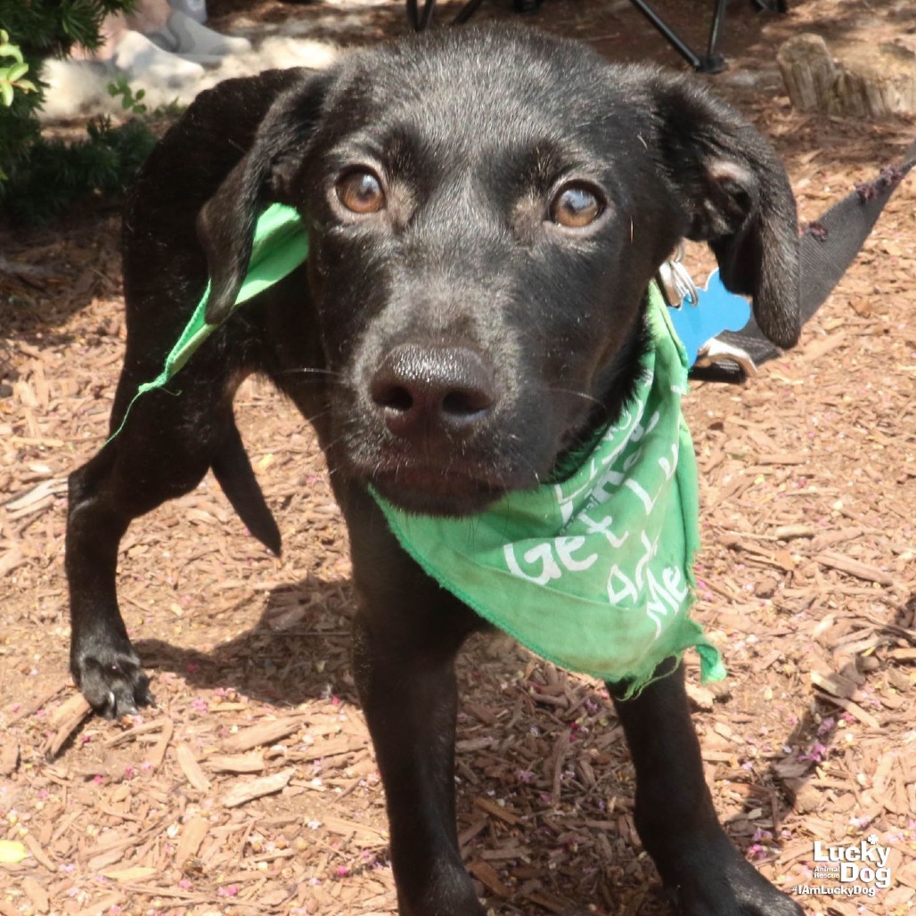 DEREK - Retriever, Labrador / Shepherd available for adoption