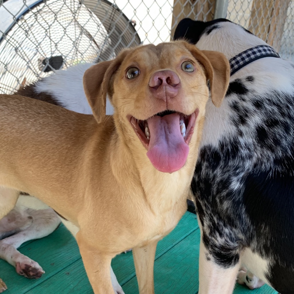 Star Crunch — thumbnail 4